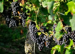 Weinstraße Rebflächen weinanbau weinflächen ackerland wein weingut kaufen evers landmakler v2