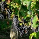 Weinstraße Rebflächen weinanbau weinflächen ackerland wein weingut kaufen evers landmakler v2