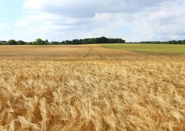 getreide sorten agrarfläche landwirtschaftliche flächen pachten anbauflächen deutschland kaufen pachten evers landmakler v2