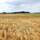 getreide sorten agrarfläche landwirtschaftliche flächen pachten anbauflächen deutschland kaufen pachten evers landmakler v2