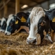 tierhaltung farmtier milchviehbetrieb kuhhaltung Kopie