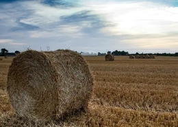 gesuche niedersachsen suche landwirtschaft suche wald suche forst suche ackerland suche grünland evers